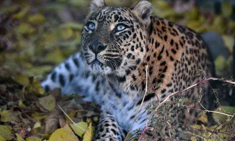 Leopardo que matou criana  semelhante a esse, que est no Parque Nacional de Dachigam, na ndia(foto: Tauseef MUSTAFA / AFP)
