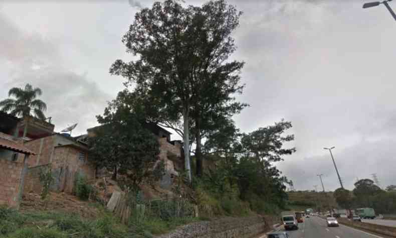 rvore ser retirada da Vila Novo Paraso(foto: Reproduo da Internet/Google Street View)
