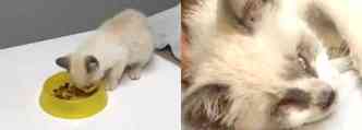 A gata est internada e precisa passar por uma cirurgia para fechar a plpebra(foto: correioweb/tv brasilia)