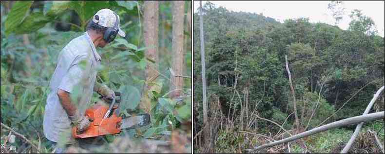 Homem usa motosserra para derrubar mata atlntica na Serra do Gandarela. resultado  o desmatamento cada vez maior na regio(foto: Leandro Couri/EM/D.A Press)