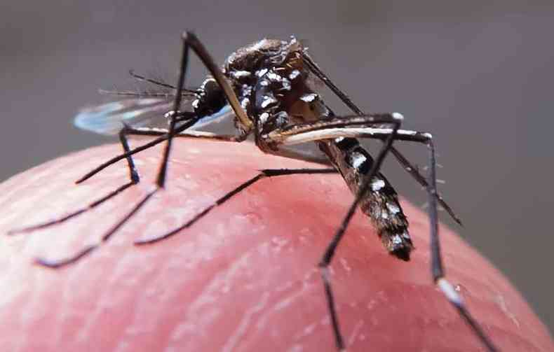 J so 17.994 casos provveis da doena transmitida pelo mosquito aedes Aegypti (foto: Rafael Neddermeyer / Fotos Publicas)