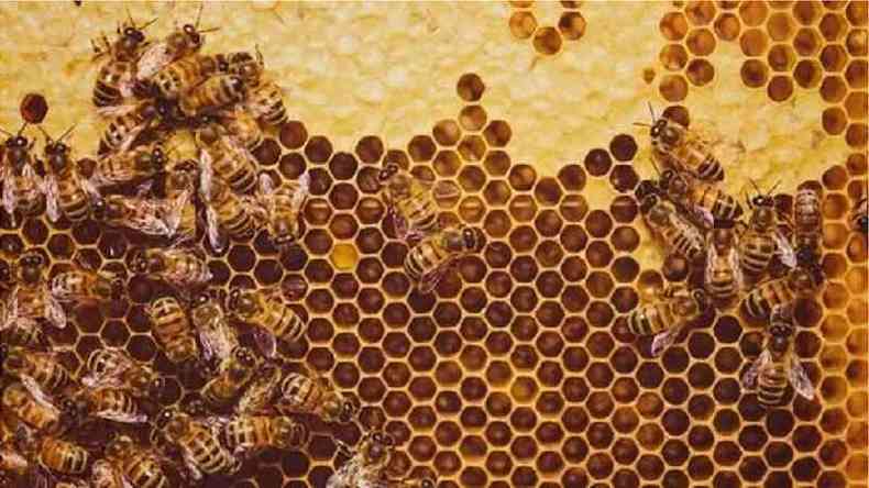 abelhas em colméia