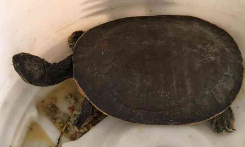 Tartaruga foi encontrada dentro de uma pia velha(foto: PMMG/Divulgao)