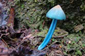 Descries ajudam a conhecer melhor a diversidade do reino Fungi, como o Inocephalus azureoviridis