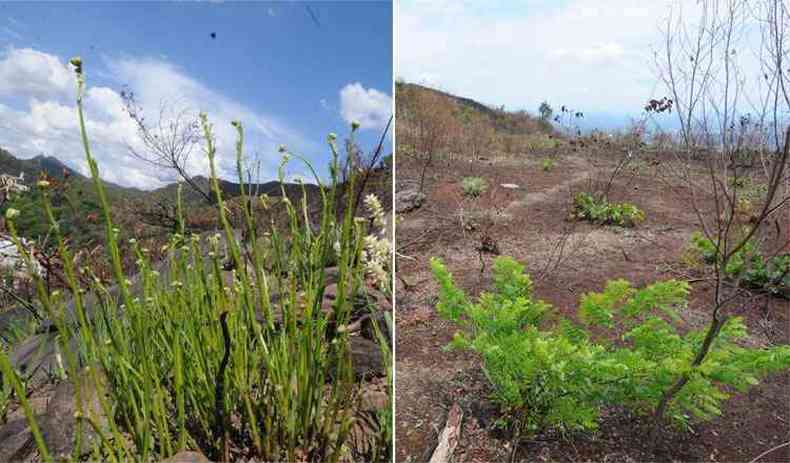 Vegetao renasce nas serras do Curral e do Rola-Moa (dir.), que cercam BH e esto entre as mais afetadas pelo fogo: resgate de todo o ecossistema, incluindo a fauna,  lenta(foto: Jair Amaral e Euler Jnior / EM / D.A Press)