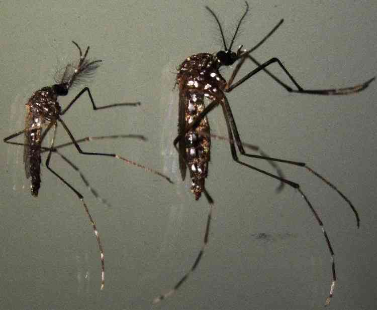 Inseto transmissor de doenas como dengue e zika