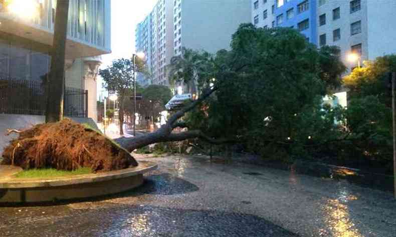 rvore caiu e ficou com a raiz exposta na Avenida Augusto de Lima(foto: COP BH/Divulgao)
