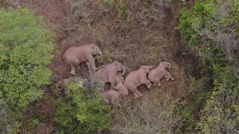 Elefantes selvagens asiticos dormem no cho no distrito de Jinning, em Kunming, na provncia de Yunnan(foto: Reuters)