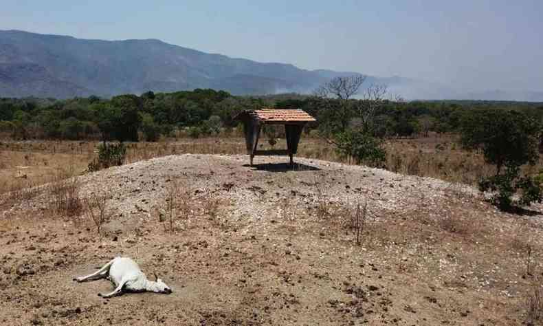 Muitos animais morrem no local dos incndios