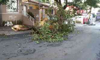 Nesta manh, parte de uma rvore caiu na Rua Estevo Pinto, no Bairro Serra(foto: Paulo Filgueiras/EM/DA Press)