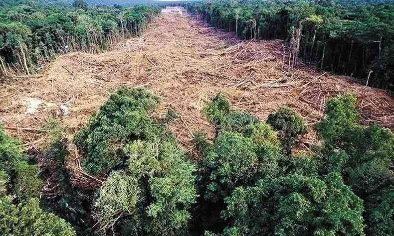 Desmatamento em grandes reas devastam a floresta(foto: Fotototal/Divulgao - 19/3/20)