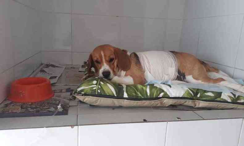 A cadela Malu morreu aps passar por trs procedimentos na clnica Animed (foto: Arquivo Pessoal)