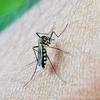 Vacina contra dengue deve chegar ao SUS em até um ano e meio