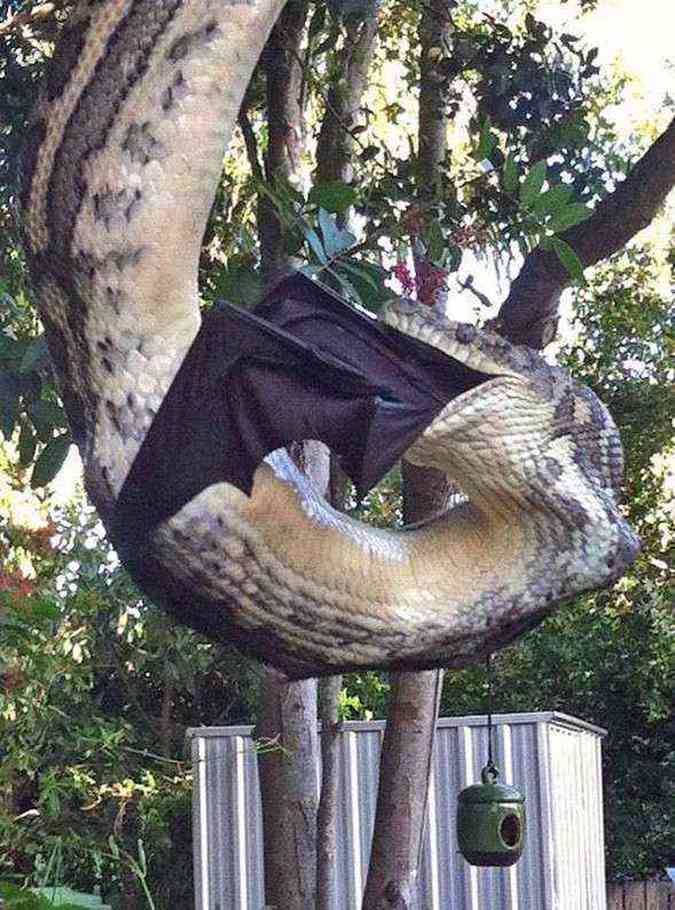 Cobra engole morcego na Austrlia(foto: Reproduo/Facebook/Sunshine Coast Snake Catchers)