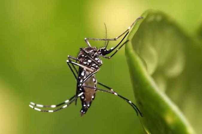 Aedes aegypti, o mosquito que transmite as três doenças Aedes aegypti, o mosquito que transmite as três doenças