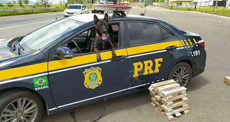 Cão farejador da Polícia Rodoviária Federal encontrou R$ 50 mil em maconha