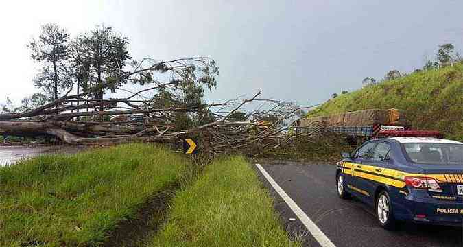 A rvore caiu por volta das 15h30 no km 862,3(foto: Polcia Rodoviria Federal / Divulgao )