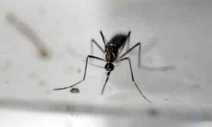 Aedes aegypti  o transmissor da chikungunya, dengue e zika e ainda a febre amarela(foto: Marvin Recinos/AFP - 23/6/16)