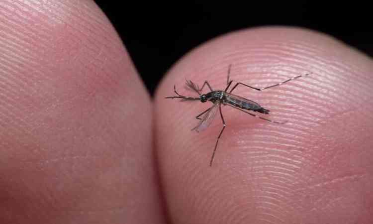O mosquito Aedes aegypti