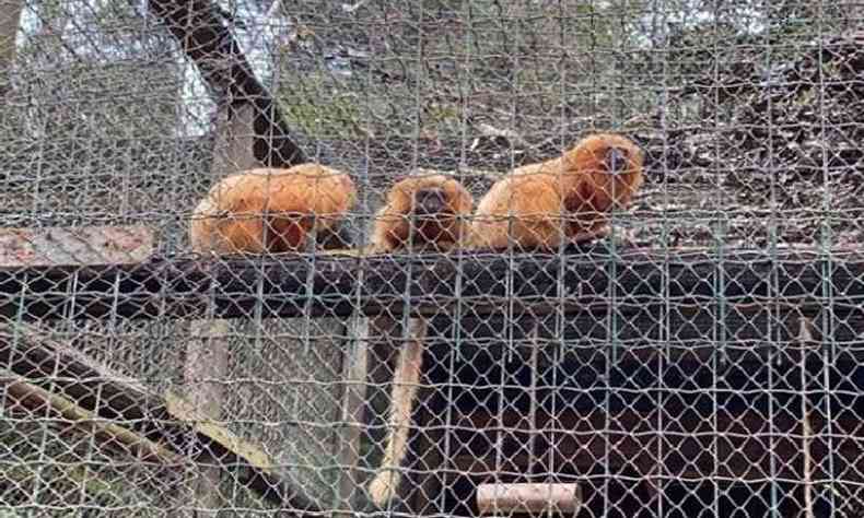 Trs micos-lees esto entre os animais apreendidos na operao(foto: Reproduo/Ascom)