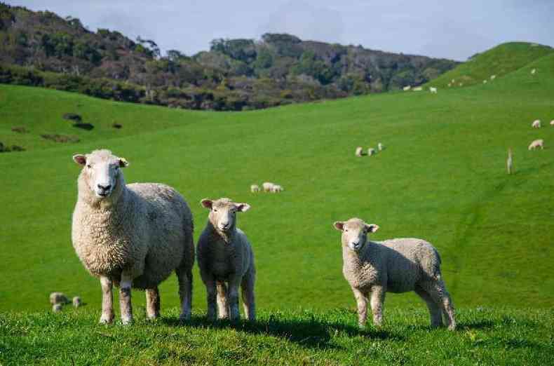 Ovelhas invadiram fazenda na Grcia e comeram 100 Kg de maconha