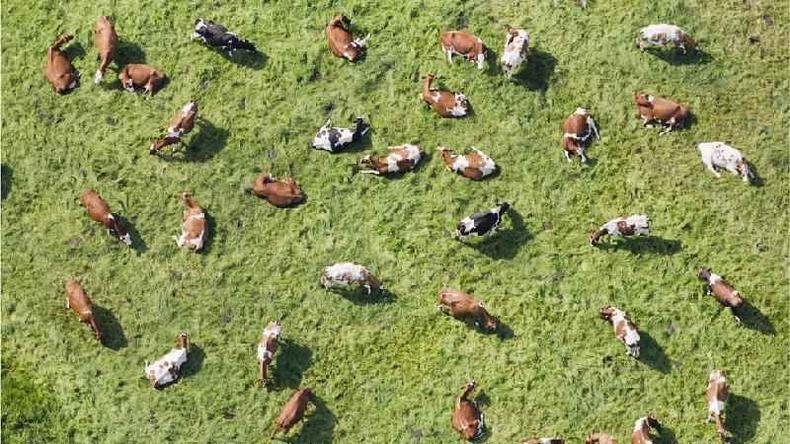 Vacas