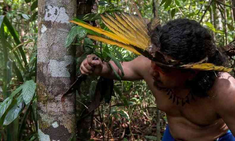 Indgena raspa tronco de rvore para colher lquido que servir para produzir xarope(foto: Ricardo OLIVEIRA / AFP)