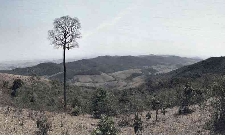 Foto de Raul Leal mostra rvore solitria e plantas em rea desertificada, tendo ao fundo montanhas verdes