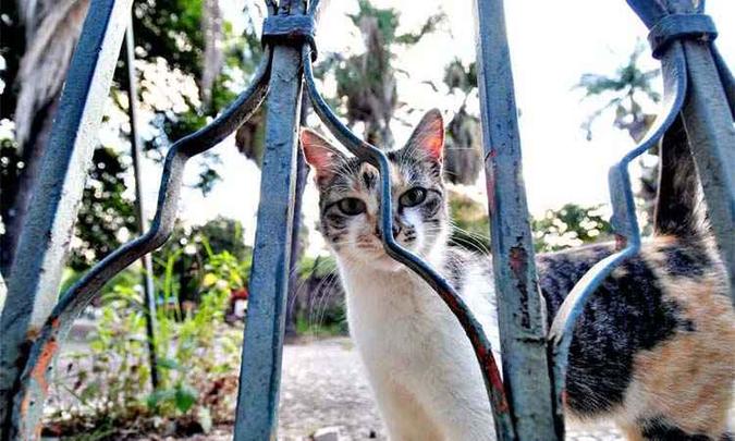 A estimativa é que cerca de 200 gatos vivem no parque atualmente(foto: Alexandre Guzanshe/EM/D.A.Press) A estimativa é que cerca de 200 gatos vivem no parque atualmente(foto: Alexandre Guzanshe/EM/D.A.Press)