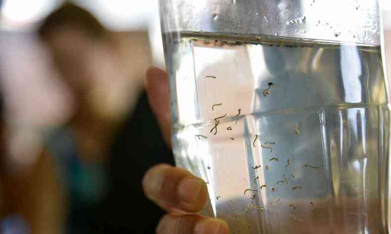 pessoa segura copo com gua contendo larvas do Aedes aegypti. 