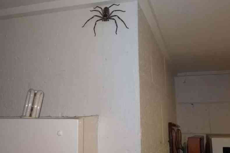 spider on the wall