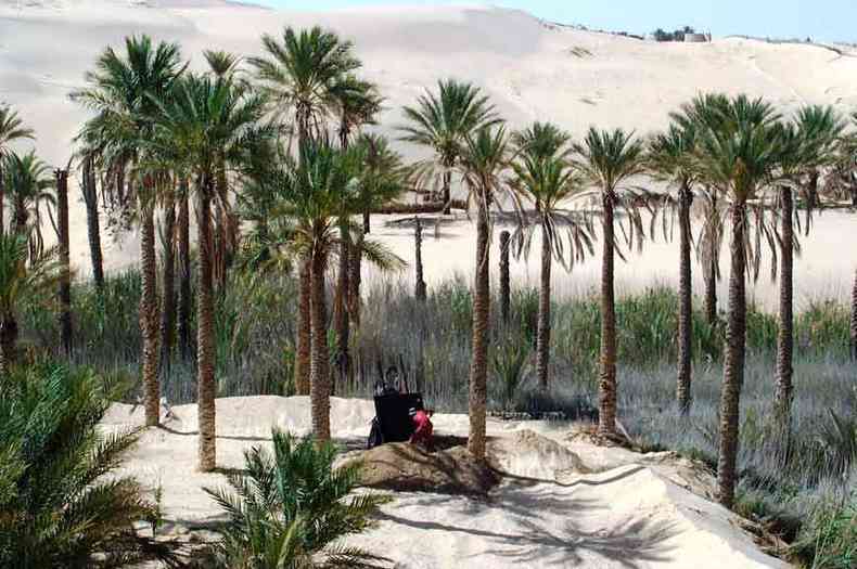 Em pleno Deserto do Saara, agricultores plantam palmeiras no Vale Souf, na provncia de El Oued, na Arglia(foto: Fao/Divulgao)