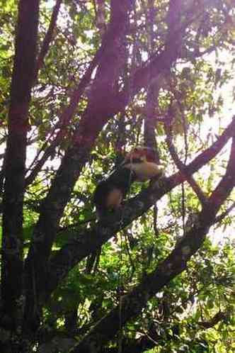 J o tamandu mirim, recuperado de ferimentos, retornou ao seu habitat(foto: Polcia Militar de Meio Ambiente/Divulgao)