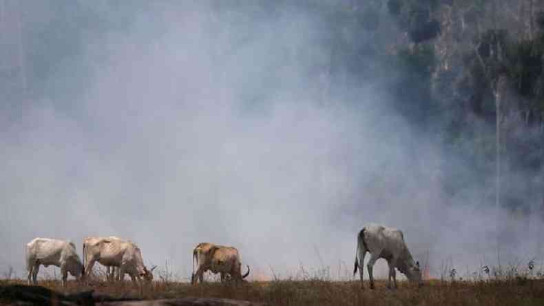 Gado perto de fumaa em Rondnia, em foto de 2019; na Amaznia, fogo  usado intencionalmente para abrir ou limpar terrenos(foto: REUTERS/Ricardo Moraes)