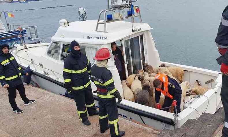 No domingo, foram resgatadas 32 ovelhas que estavam presas fora do navio(foto: IGSU Romania / AFP)