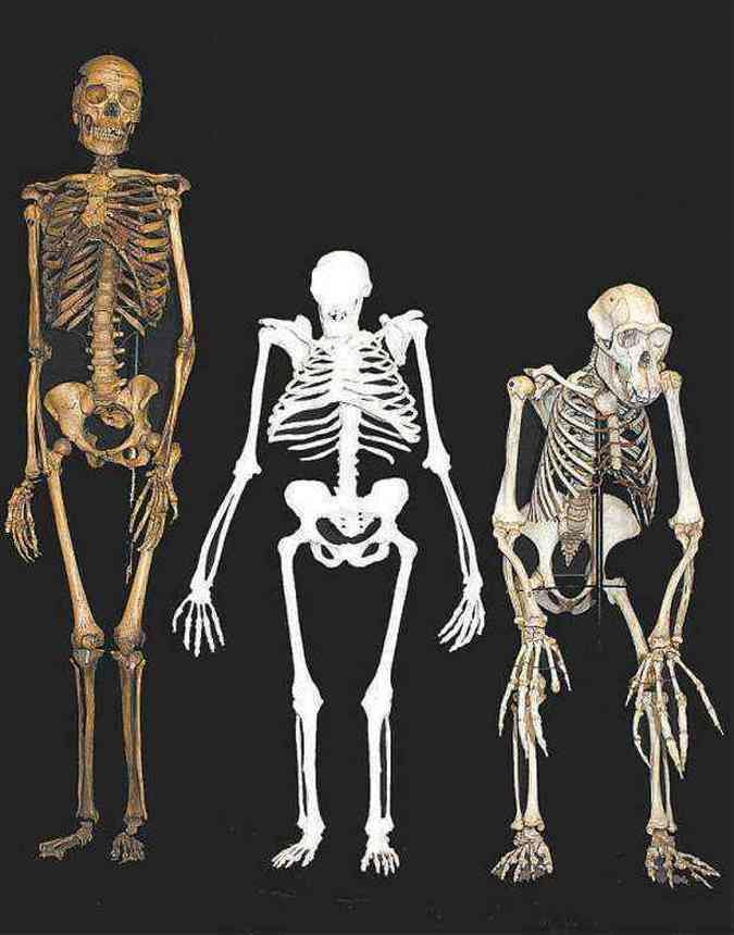 Montagem revela como era o esqueleto do A. sediba, mostrado ao lado de um esqueleto humano moderno ( esquerda) para comparao(foto: REVISTA SCIENCE/DIVULGAO)