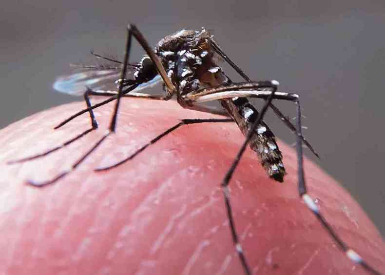 O mosquito Aedes Aegypti