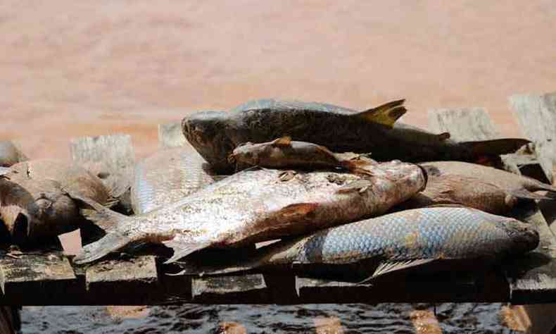 No distrito de Baguari, em Valadares, muitos peixes foram mortos aps rio ser devastado pelos rejeitos de minerao da barragem da Samarco(foto: Gladyston Rodrigues/EM/D.A Press )