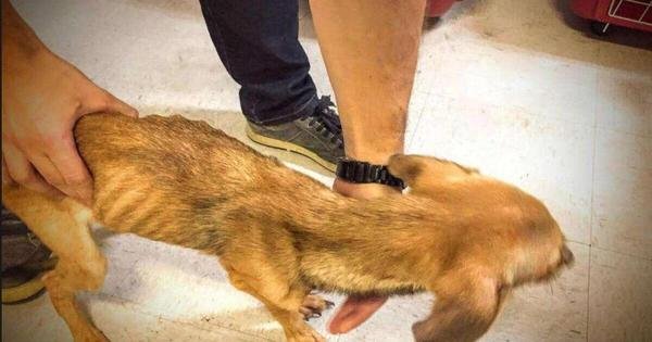  Suspeito de praticar relações sexuais com cadelas é preso na Grande BH 