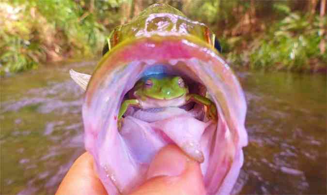 Pescador foi surpreendido enquanto tirava o anzol da boca do peixe(foto: Reproduo/ Facebook.com/zmanlures)