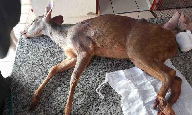 Animal foi resgatado em estrada agonizando com ferimento na patas traseiras(foto: PMMG/Divulgação) Animal foi resgatado em estrada agonizando com ferimento na patas traseiras(foto: PMMG/Divulgação)