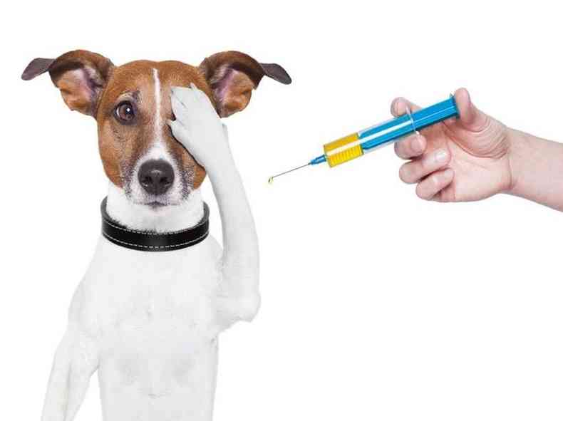 Animais devem receber um primeiro ciclo de vacinas (primovacinao) a partir das 6 semanas de vida(foto: Boehringer Ingelheim/Divulgao)