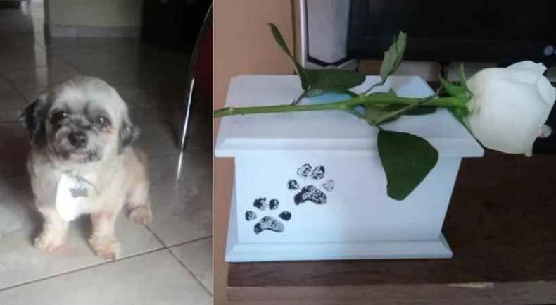 Foto do cachorro vivo e da urna em que as cinzas foram colocadas