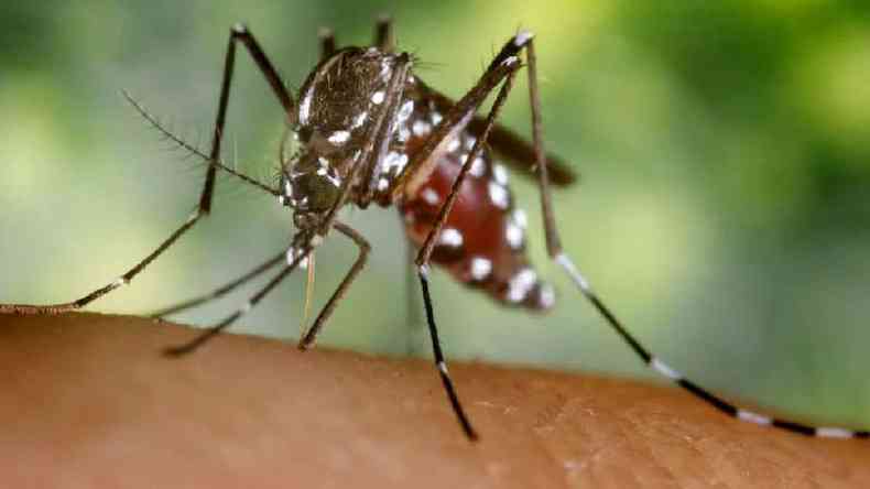 Foto da espcie Aedes albopictus, que tambm se espalhou rapidamente da sia para o resto do mundo(foto: Getty Images)