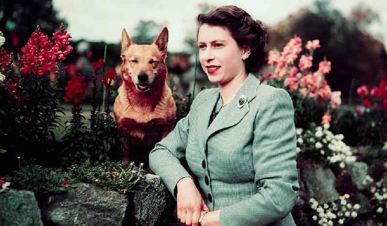 Rainha com um de seus gorgis no Castelo de Balmoral em 1952