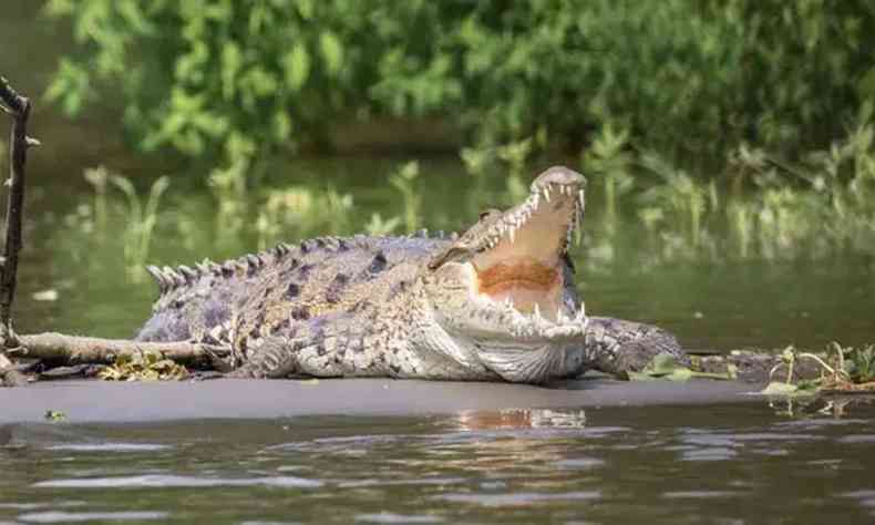 Na foto, imagem ilustrativa de crocodilo