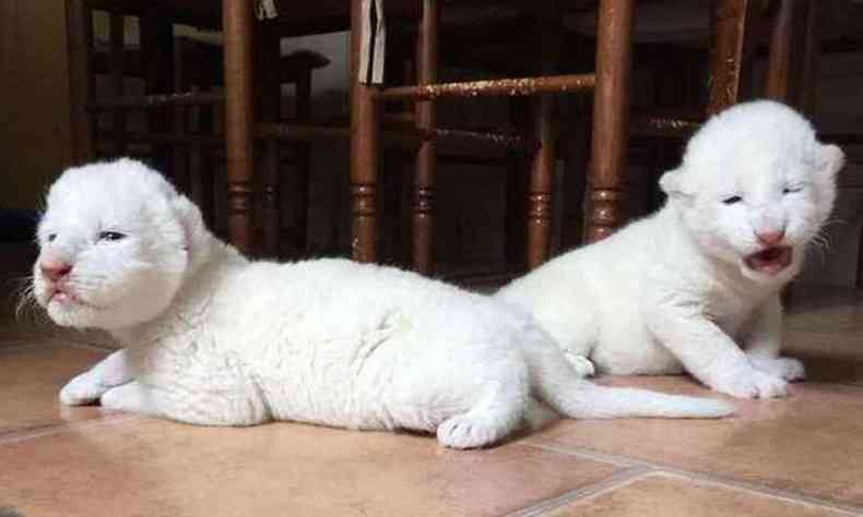Dois lees brancos nascem na Frana(foto: Divulgao/Facebook)
