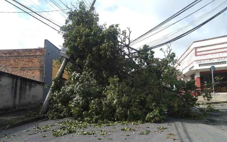 Árvore caiu na Rua Joaquim Pereira, no bairro Santa Branca, na Região da Pampulha, em BH(foto: Rafael Arruda/EM D.A Press) Árvore tombada no meio da via no bairro Santa Branca