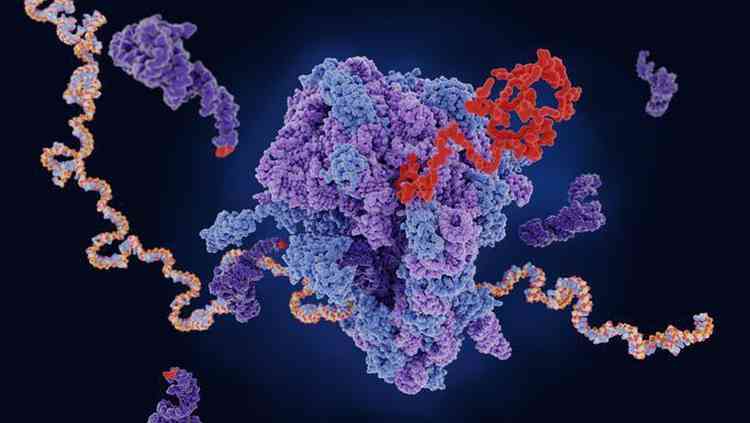 O mRNA (fita amarela e azul) viaja at o ribossomo (roxo e azul, no centro da imagem), que produz uma protena (vermelho)