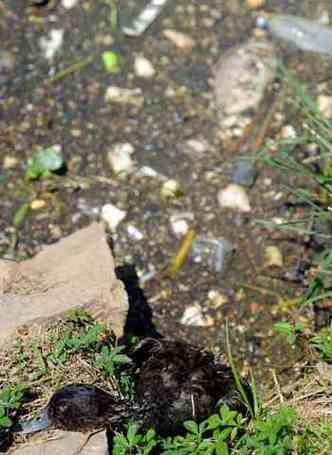 Aves e peixes mortos em meio ao lixo denunciam a contaminao(foto: Leandro Couri/EM/D.A Press)